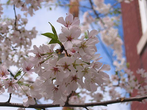 A_cherry_blossom_blooming_in_Old_Town_Alexandria_-_panoramio