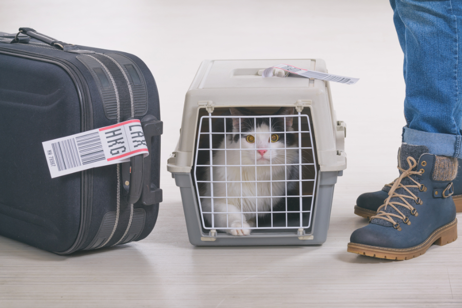car in carrier next to luggage with lax to hkg tag 