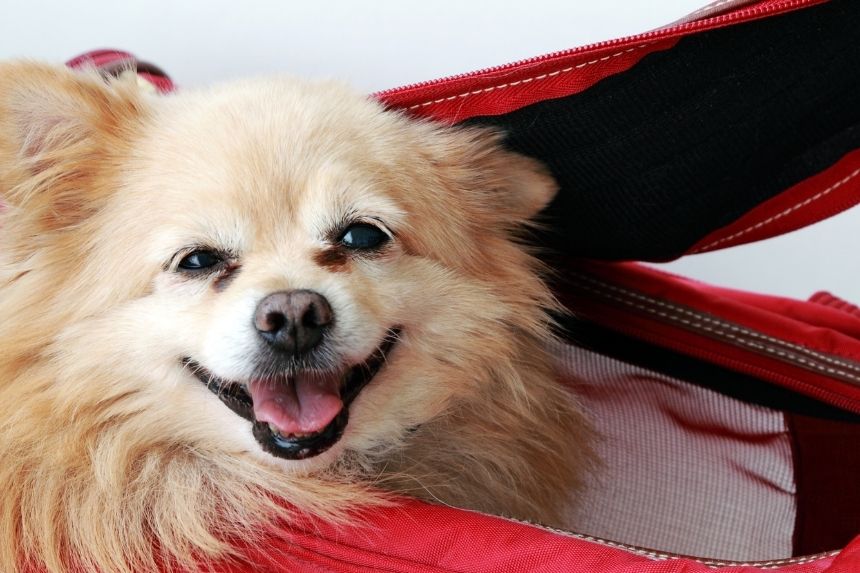 teaser_resources_move_with_pets