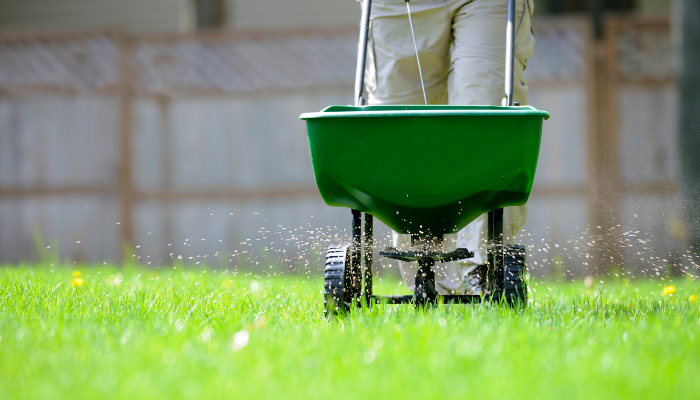 Person pushing green fertilizer buggy across bright green lawn. 