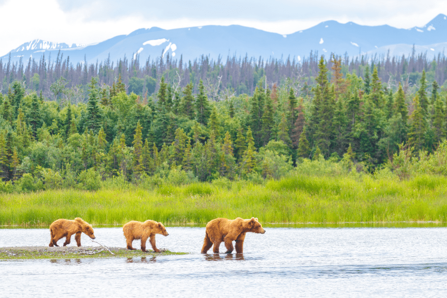 Bears in Alaska river