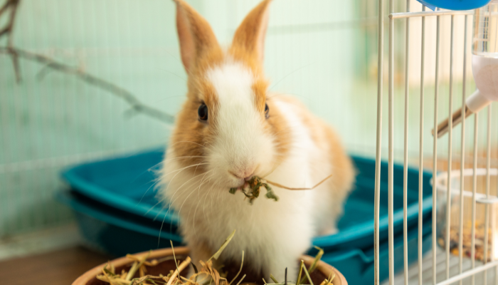 Tan and white bunny eating next to white cage in house.