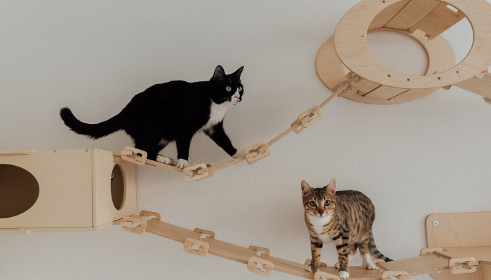 Photo of black and white cat playing with multi-colored cat on built in structures inside house. 
