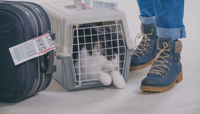 Cat in travel kennel on floor next to tagged luggage and owner's feet