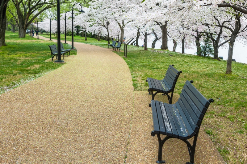 park bench and trail in Washington DC with cherry blossoms