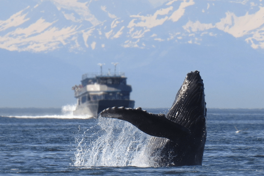 whale sighting in Alaska water