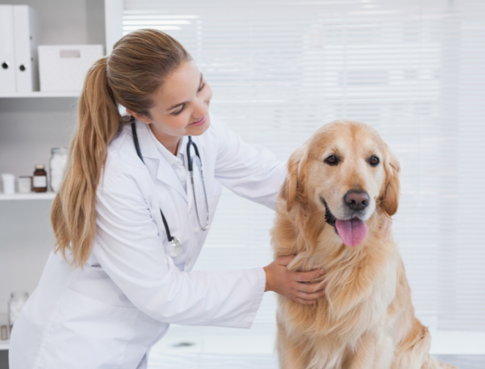 Female vet in white coat wearing a stethoscope smiles at labrador as she examines him.