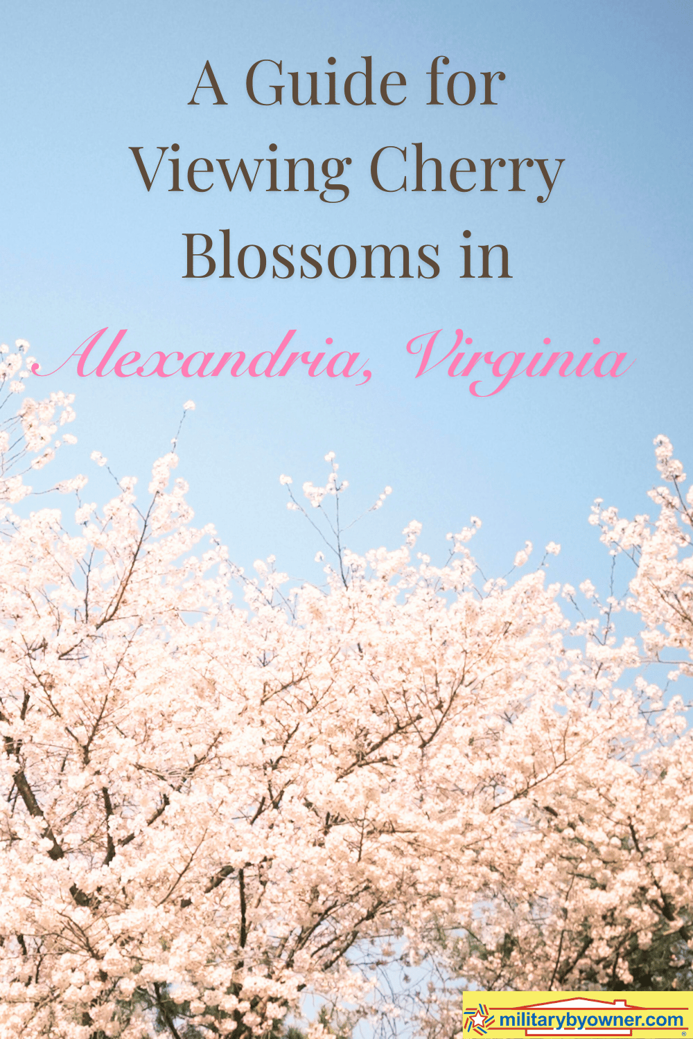 View of cherry blossoms with blue sky behind and text, A Guide for Viewing Cherry Blossoms in Alexandria, Virginia