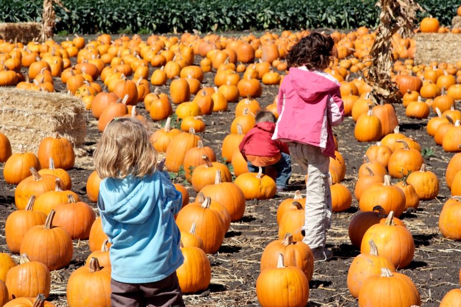 two  children one blond and one brunette in light jackets running through pumpkin patch holding pumpkins during Alexandria_2025_Fall_events