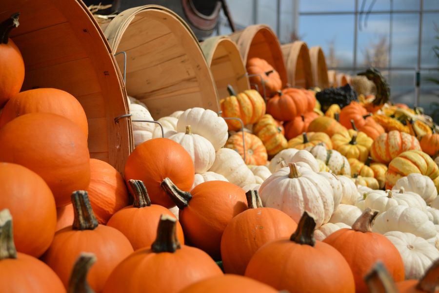 Wooden baskets of pumpkins spill onto tables with orange, white, yellow, and green pumpkins