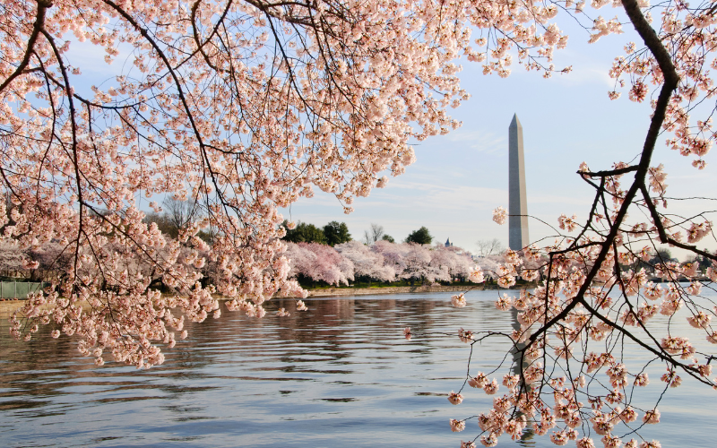 Cherry blossoms in bloom near Washington monument in DC. with Washington Monument in the background. 