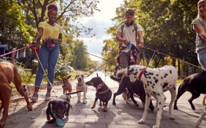 Three dog-walkers with many dogs tethered to leases on sidewalk in park setting with trees