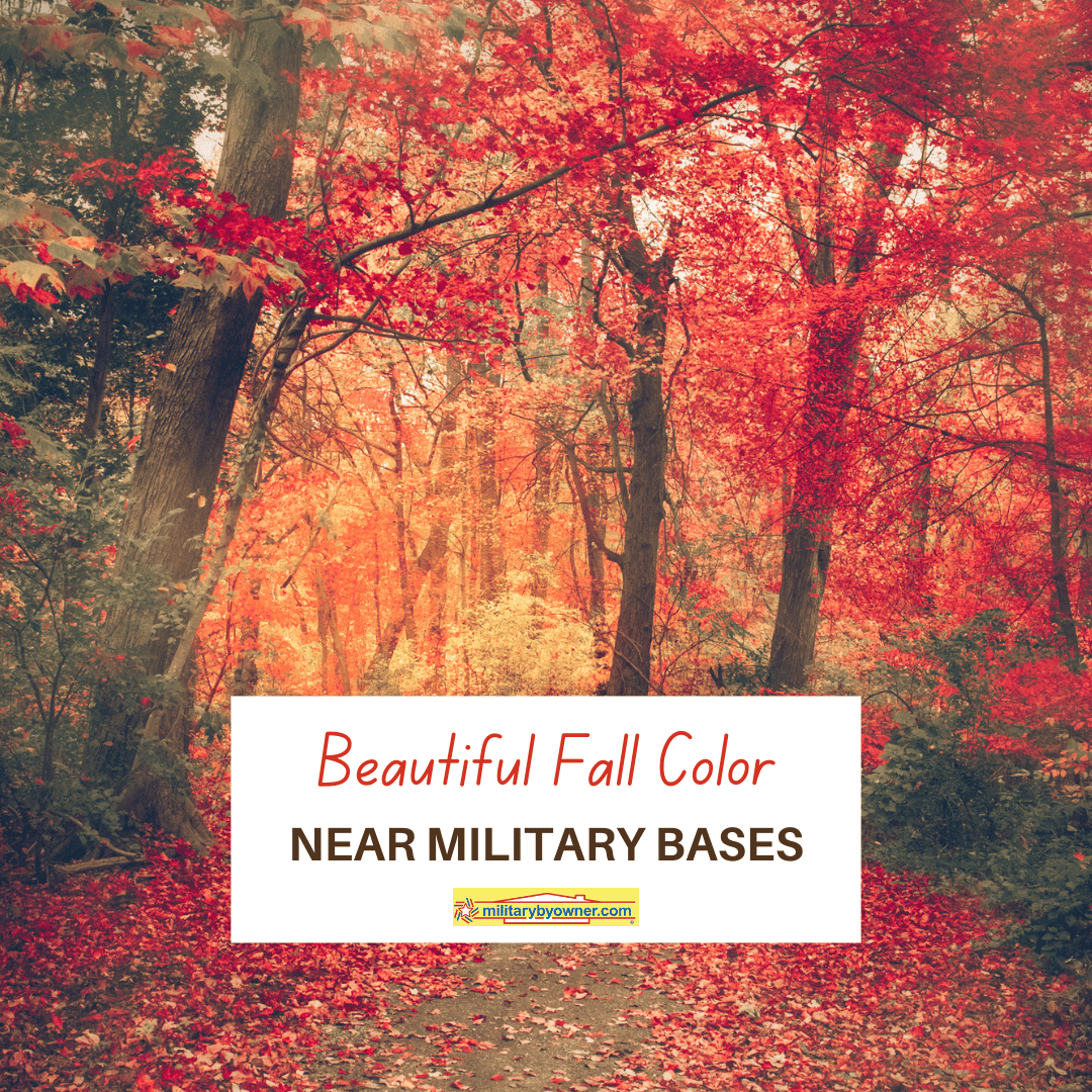 colorful leaves on forest trees with text Beautiful_Fall_Color_Near_Military_Bases_(Instagram_Post_(Square))