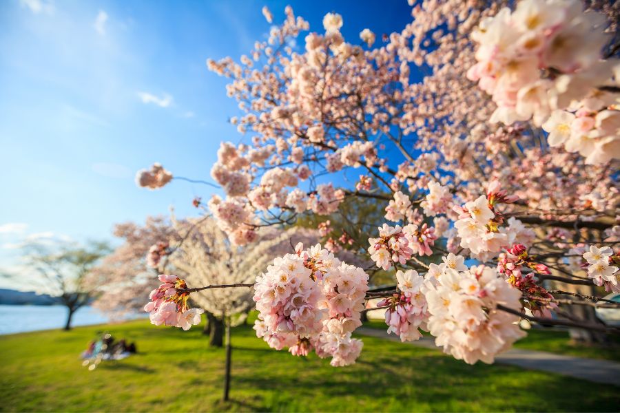 Cherry_blossoms_Alexandria_VA