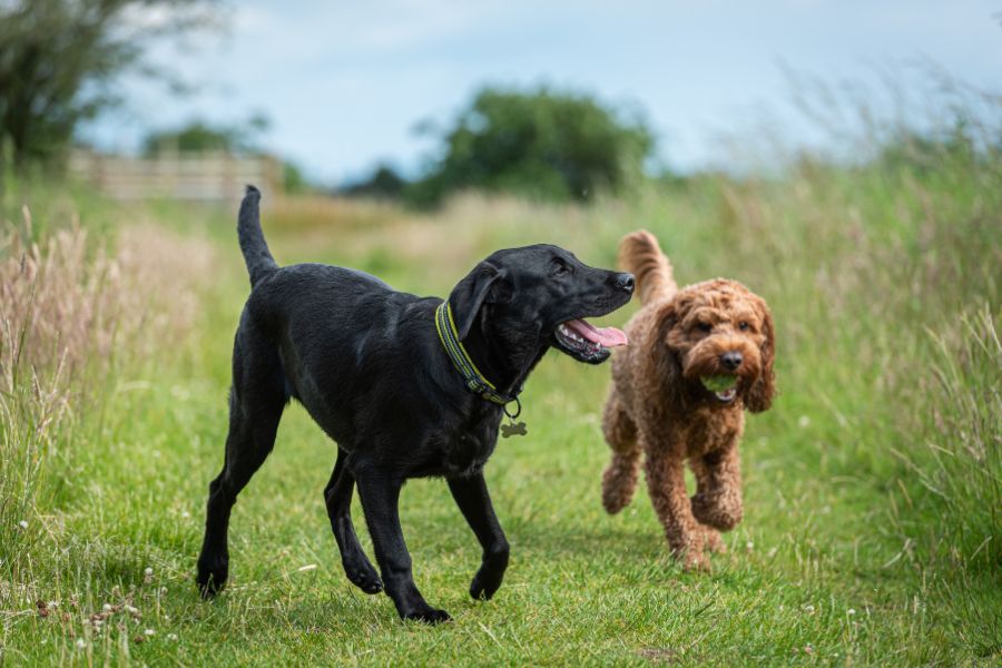 black dog and brown dog trotting in grassy field in Alexandria VA