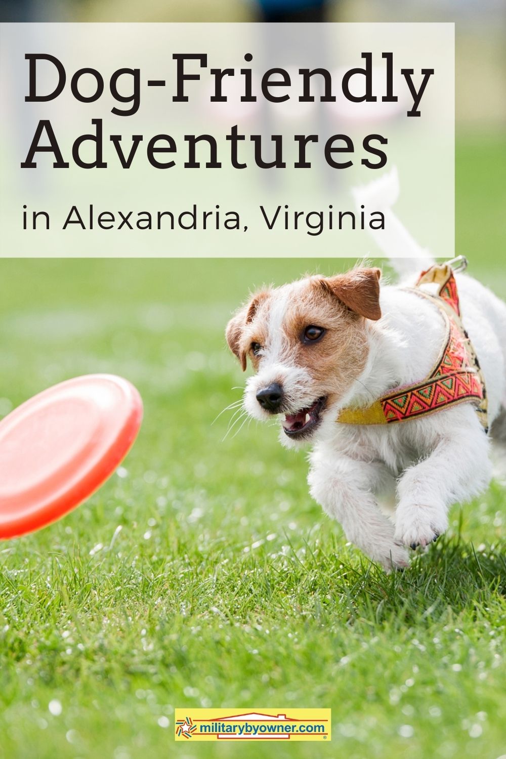 Dog_Friendly_Adventures_in_Alexandria_VA