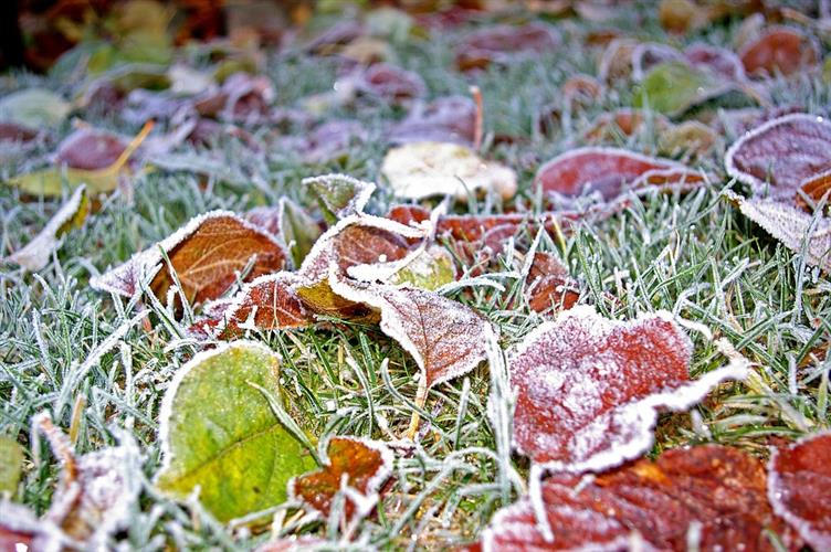 fall leaves with frost on the ground