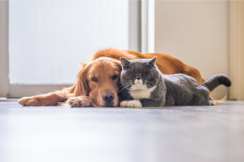 dog and cat laying on floor