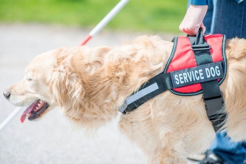 service dog with vest