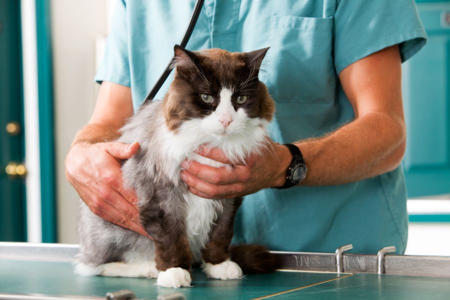 person in blue scrubs holds brown and white cat on stainless steel table in veterinary office