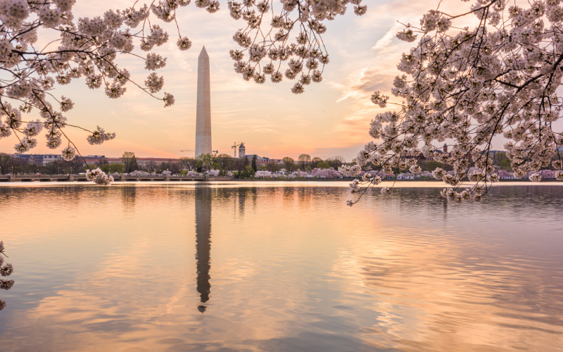 View of Washington Monument from across the water with cherry blossoms framing the view.