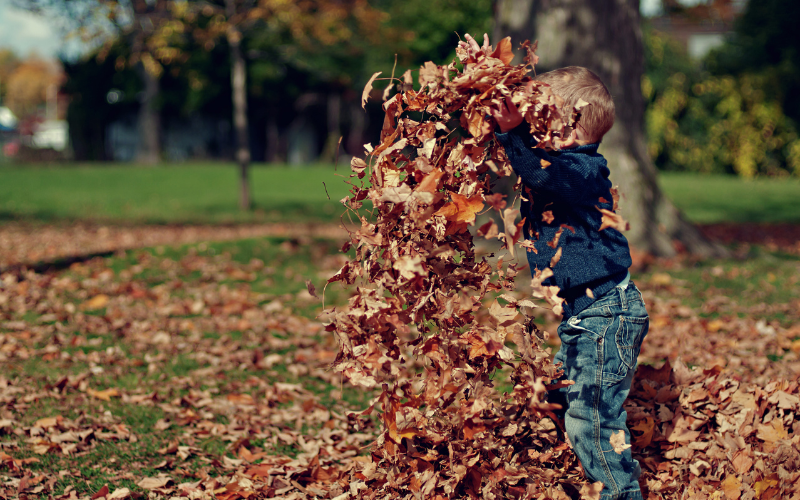 Little boy in jeans and blue sweater plays with pile of leaves in yard with the sun shining. 