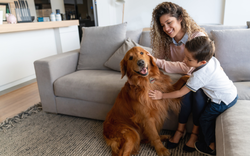 Mom and son sitting on gray couch petting retriever with red/brown hair.