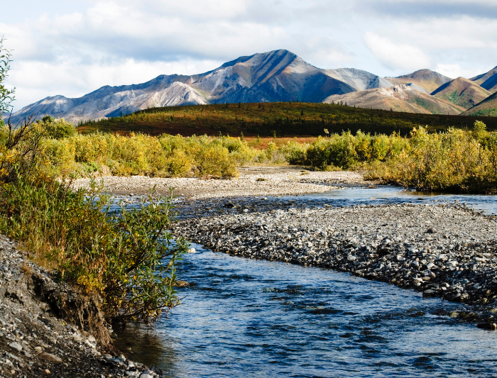 Denali National Park with autumn color, low brush, with mountains, and pebbled river running through. 