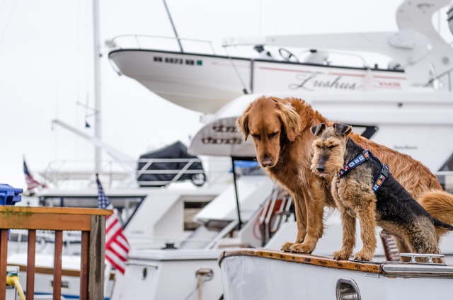 dogs_on_boat