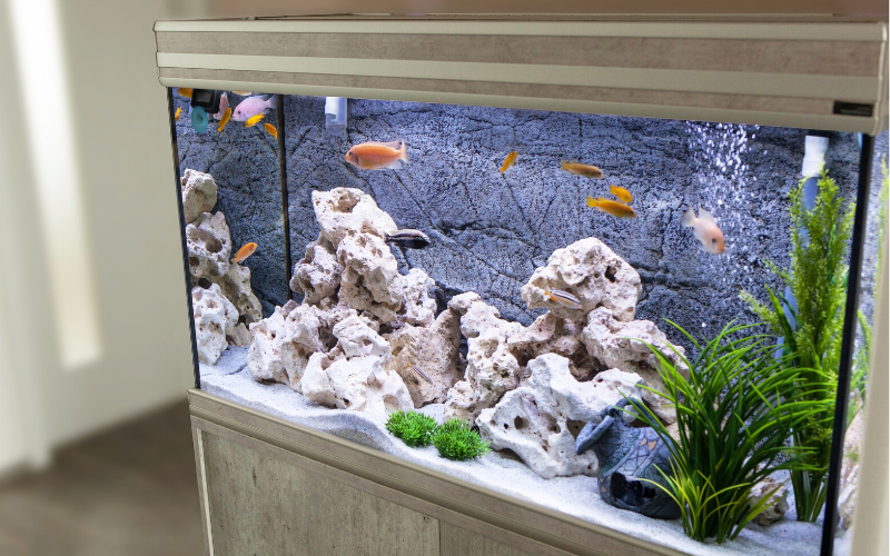 fish_aquarium