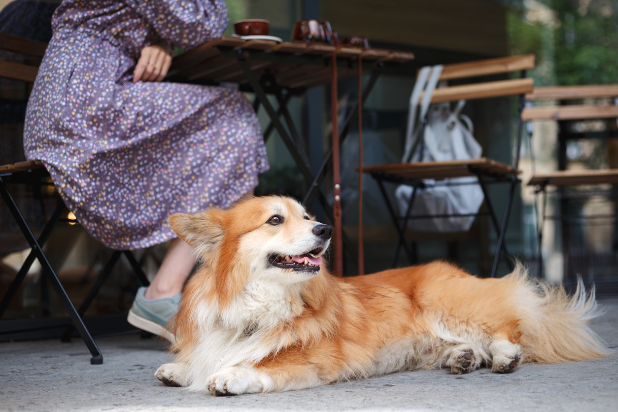 dog sitting under a cafe table in Old Town Alexandria VA