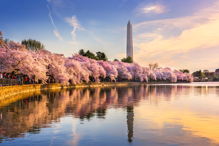 cherry blossoms tidal basin washington monument in washington dc