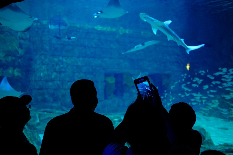 familiy looking at sharks in aquarium
