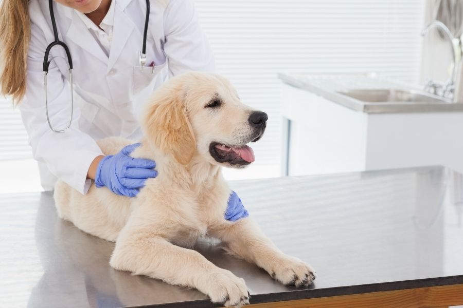 veterinarian examining golden puppy