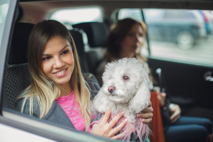 young woman in car with white dog